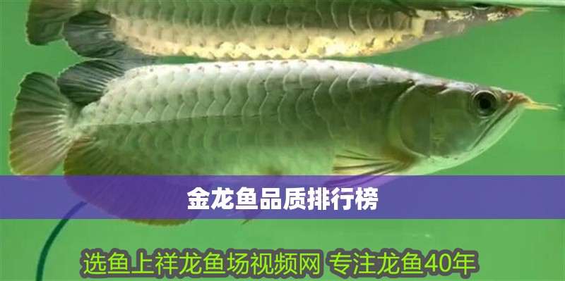 金龍魚品質排行榜 金龍魚品質排行榜 龍魚百科 第2張