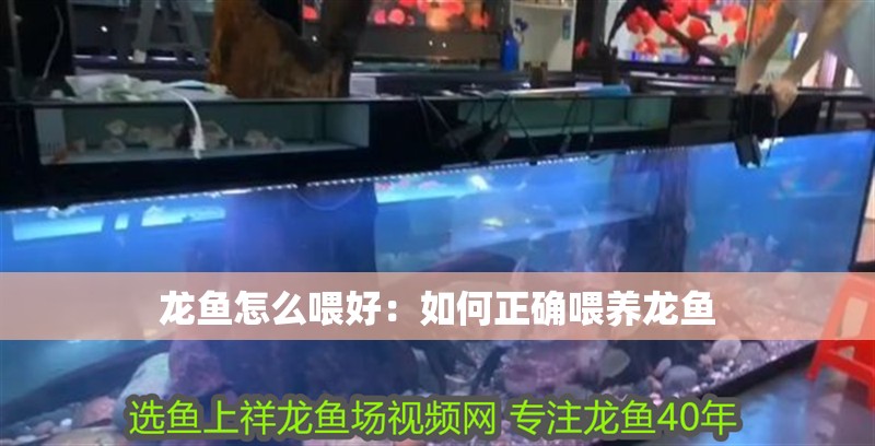 我的虎魚真菌感染了要怎么處理 龍魚怎么喂好:如何正確喂養龍魚 龍魚百科 龍魚怎么喂好:如何正確喂養龍魚 龍魚怎么喂好:如何正確喂養龍魚 龍魚百科