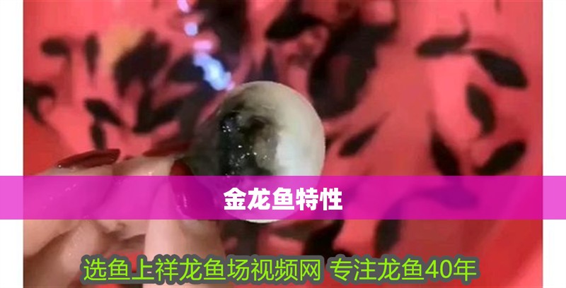 金龍魚特性