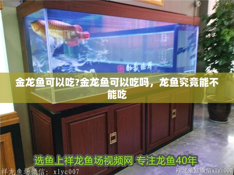 金龍魚可以吃?金龍魚可以吃嗎，龍魚究竟能不能吃