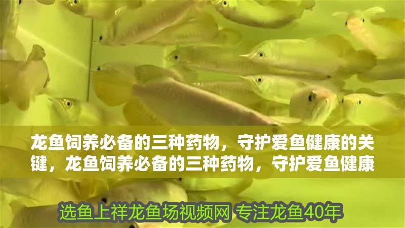 龍魚飼養必備的三種藥物，守護愛魚健康的關鍵，龍魚飼養必備的三種藥物，守護愛魚健康的關鍵 龍魚飼養必備的三種藥物，守護愛魚健康的關鍵，龍魚飼養必備的三種藥物，守護愛魚健康的關鍵 龍魚常見疾病 第1張