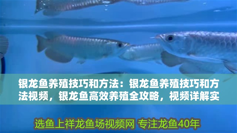 銀龍魚養殖技巧和方法：銀龍魚養殖技巧和方法視頻，銀龍魚高效養殖全攻略，視頻詳解實用技巧與方法