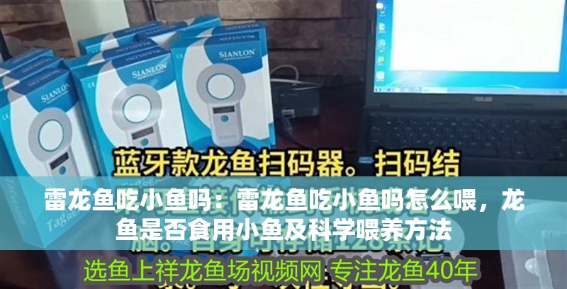 雷龍魚吃小魚嗎：雷龍魚吃小魚嗎怎么喂，龍魚是否食用小魚及科學喂養方法 雷龍魚吃小魚嗎：雷龍魚吃小魚嗎怎么喂，龍魚是否食用小魚及科學喂養方法 水族問答