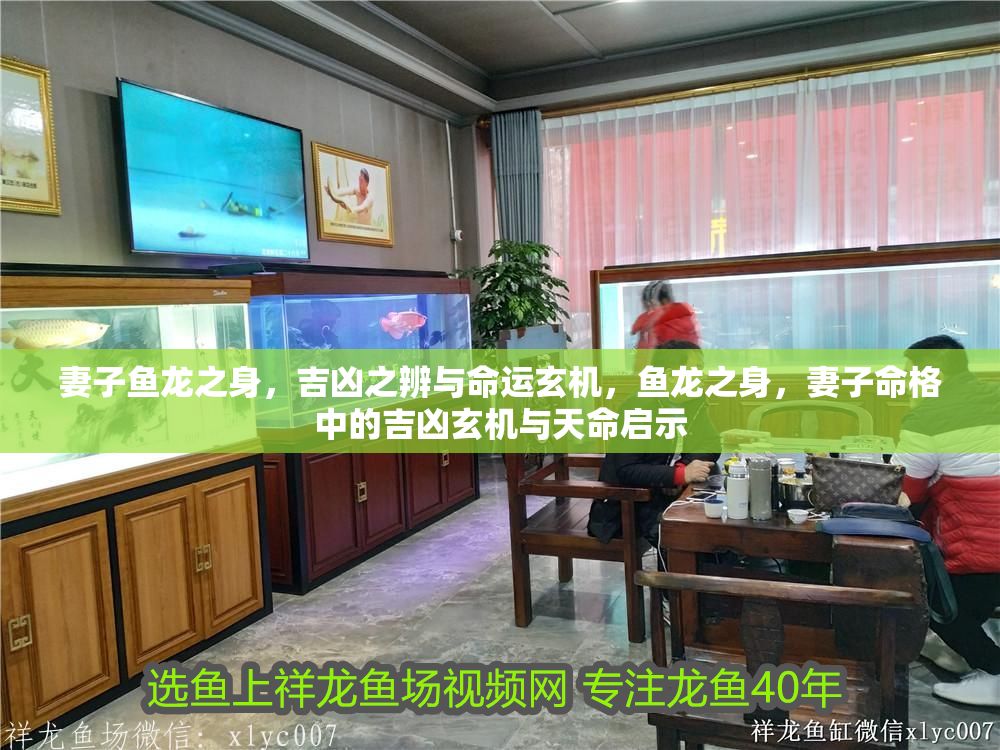 妻子魚龍之身，吉兇之辨與命運玄機，魚龍之身，妻子命格中的吉兇玄機與天命啟示