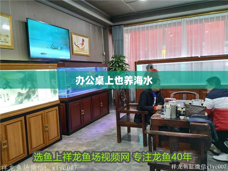 辦公桌上也養海水 辦公桌上也養海水 錦鯉魚百科 第1張