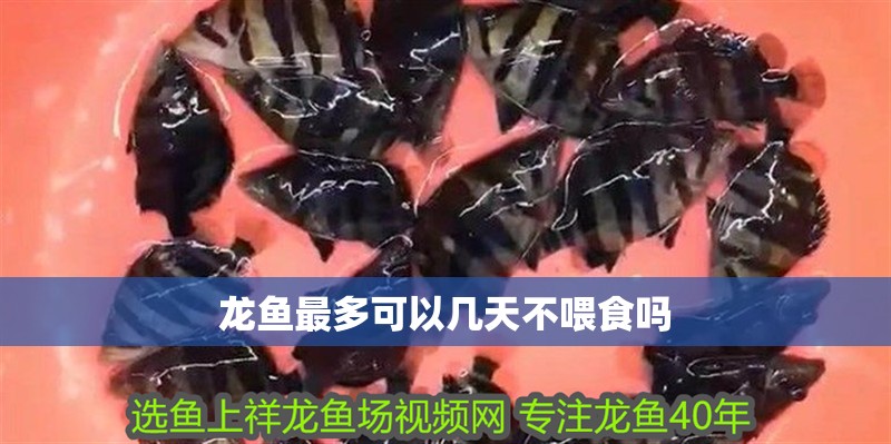 龍魚最多可以幾天不喂食嗎 龍魚百科 龍魚最多可以幾天不喂食嗎 龍魚最多可以幾天不喂食嗎 龍魚百科