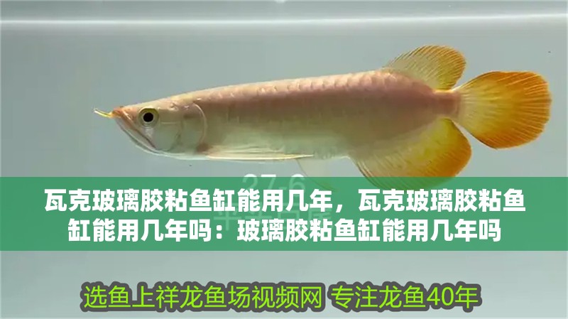 魚缸過濾器選購指南:自制魚缸過濾器魚缸上置過濾器對于養魚愛好者的必備知識 瓦克玻璃膠粘魚缸能用幾年,瓦克玻璃膠粘魚缸能用幾年嗎:玻璃膠粘魚缸能用幾年嗎 魚缸百科 瓦克玻璃膠粘魚缸能用幾年,瓦克玻璃膠粘魚缸能用幾年嗎:玻璃膠粘魚缸能用幾年嗎 瓦克玻璃膠粘魚缸能用幾年,瓦克玻璃膠粘魚缸能用幾年嗎:玻璃膠粘魚缸能用幾年嗎 魚缸百科