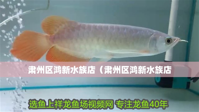 肅州區鴻新水族店（肅州區鴻新水族店