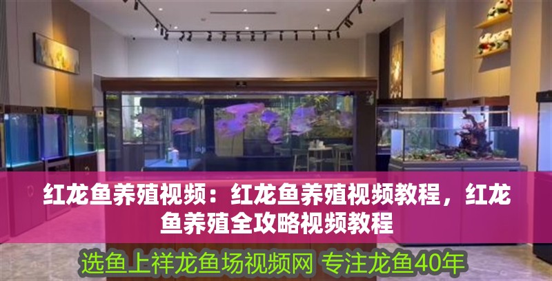 紅龍魚養殖視頻：紅龍魚養殖視頻教程，紅龍魚養殖全攻略視頻教程