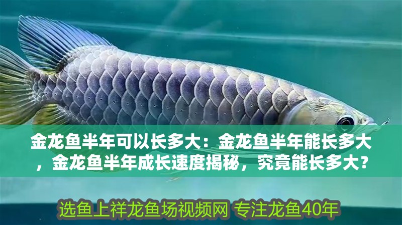 金龍魚半年可以長多大：金龍魚半年能長多大，金龍魚半年成長速度揭秘，究竟能長多大？