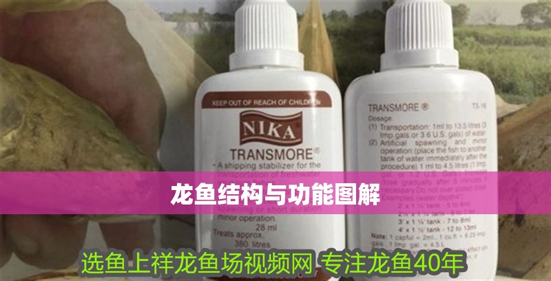 龍魚結構與功能圖解