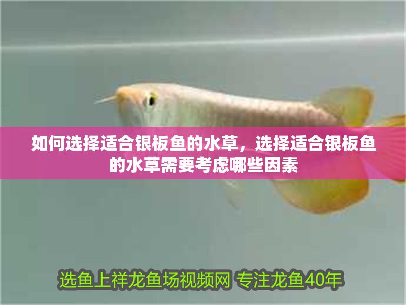 如何選擇適合銀板魚的水草，選擇適合銀板魚的水草需要考慮哪些因素