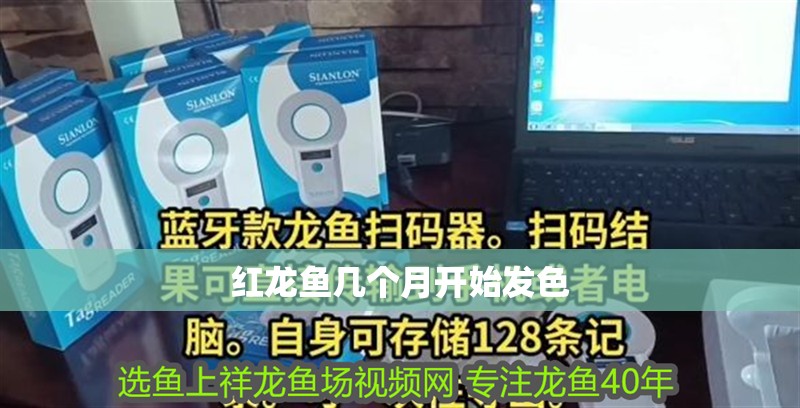 紅龍魚幾個月開始發色 紅龍魚幾個月開始發色 龍魚百科 第4張