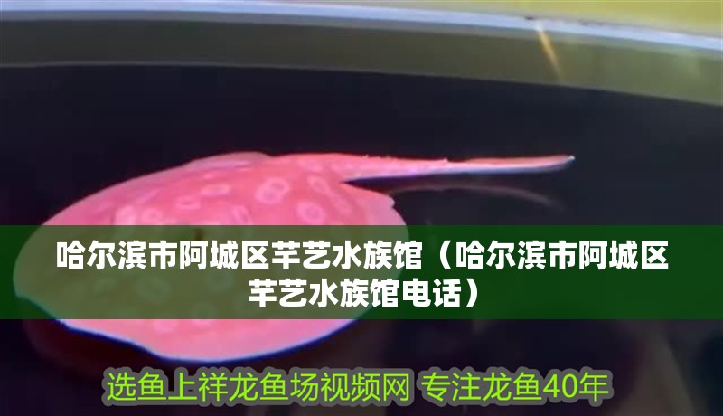 哈爾濱市阿城區(qū)芊藝水族館（哈爾濱市阿城區(qū)芊藝水族館電話(huà)） 哈爾濱市阿城區(qū)芊藝水族館（哈爾濱市阿城區(qū)芊藝水族館電話(huà)） 全國(guó)水族館企業(yè)名錄 第2張