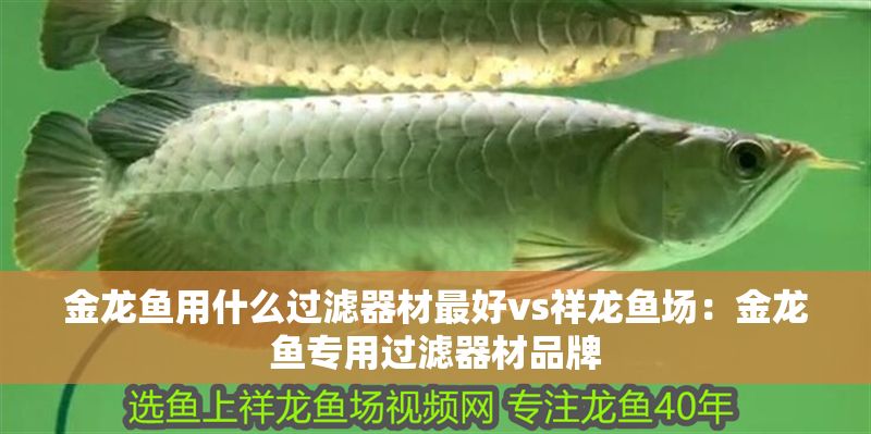 金龍魚用什么過濾器材最好vs祥龍魚場：金龍魚專用過濾器材品牌