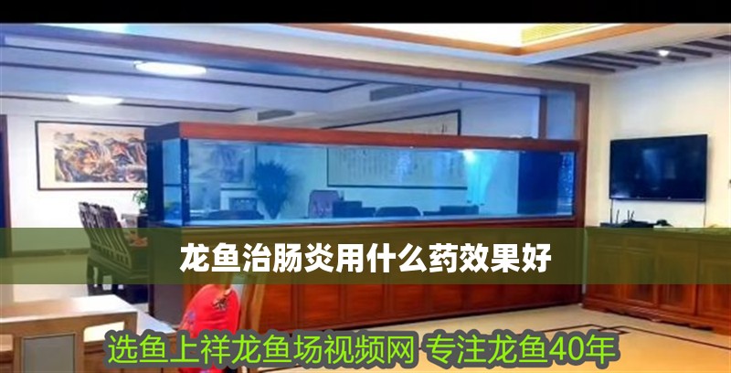 龍魚治腸炎用什么藥效果好 龍魚治腸炎用什么藥效果好 龍魚百科 第4張
