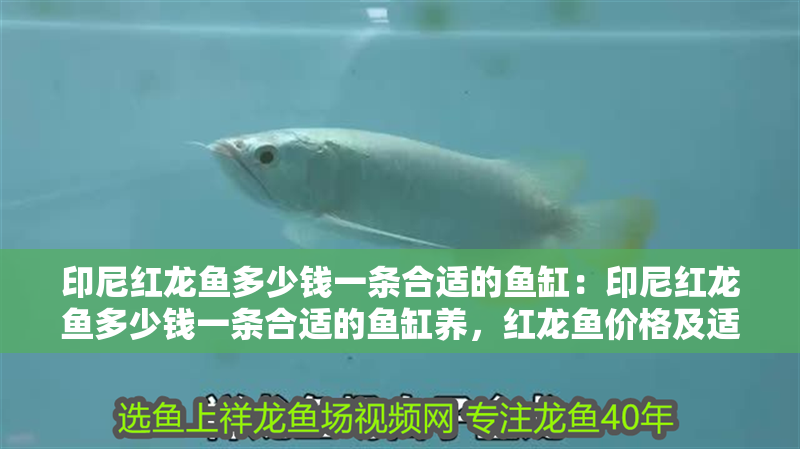 印尼紅龍魚多少錢一條合適的魚缸：印尼紅龍魚多少錢一條合適的魚缸養(yǎng)，紅龍魚價(jià)格及適配魚缸選購指南