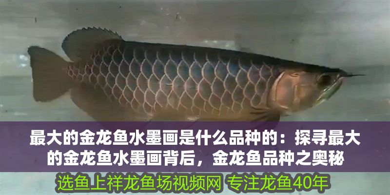 最大的金龍魚水墨畫是什么品種的：探尋最大的金龍魚水墨畫背后，金龍魚品種之奧秘