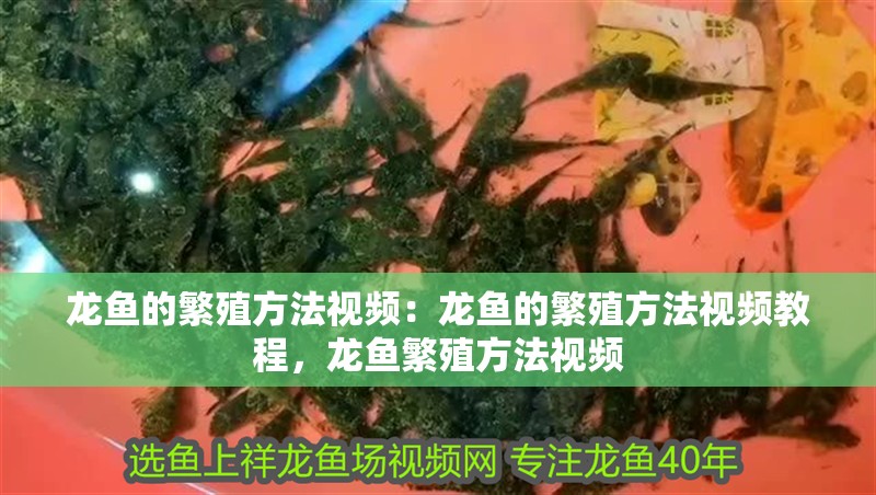 龍魚的繁殖方法視頻：龍魚的繁殖方法視頻教程，龍魚繁殖方法視頻