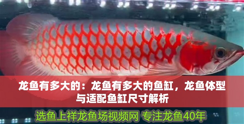 龍魚有多大的：龍魚有多大的魚缸，龍魚體型與適配魚缸尺寸解析