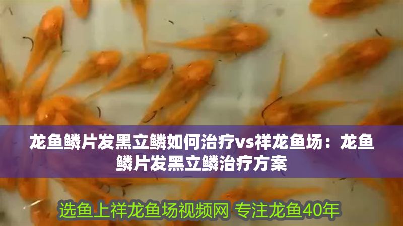 龍魚鱗片發黑立鱗如何治療vs祥龍魚場：龍魚鱗片發黑立鱗治療方案 龍魚鱗片發黑立鱗如何治療vs祥龍魚場：龍魚鱗片發黑立鱗治療方案 vs祥龍魚場 第2張