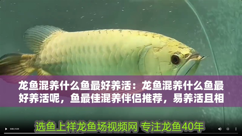 龍魚混養(yǎng)什么魚最好養(yǎng)活：龍魚混養(yǎng)什么魚最好養(yǎng)活呢，魚最佳混養(yǎng)伴侶推薦，易養(yǎng)活且相容性高的 龍魚混養(yǎng)什么魚最好養(yǎng)活：龍魚混養(yǎng)什么魚最好養(yǎng)活呢，魚最佳混養(yǎng)伴侶推薦，易養(yǎng)活且相容性高的 水族問(wèn)答