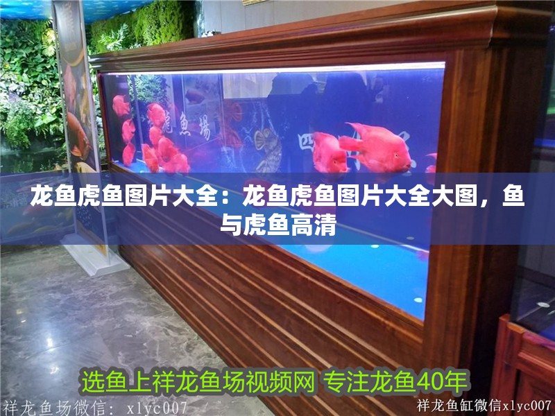 龍魚虎魚圖片大全：龍魚虎魚圖片大全大圖，魚與虎魚高清