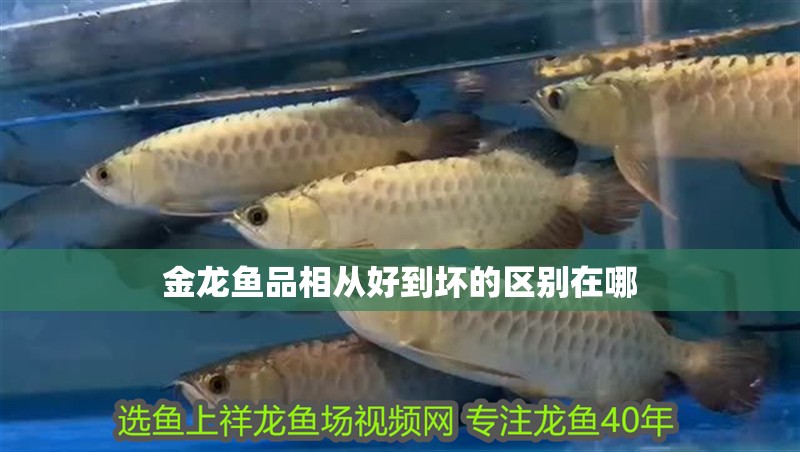 金龍魚品相從好到壞的區別在哪
