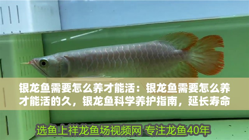 銀龍魚需要怎么養才能活：銀龍魚需要怎么養才能活的久，銀龍魚科學養護指南，延長壽命 銀龍魚需要怎么養才能活：銀龍魚需要怎么養才能活的久，銀龍魚科學養護指南，延長壽命 水族問答