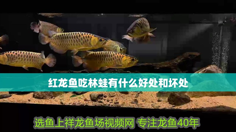 紅龍魚吃林蛙有什么好處和壞處