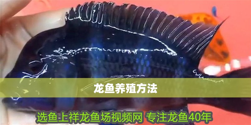 龍魚養殖方法 龍魚養殖方法 龍魚百科 第2張
