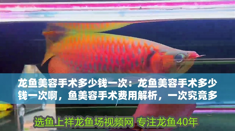 龍魚美容手術多少錢一次：龍魚美容手術多少錢一次啊，魚美容手術費用解析，一次究竟多少錢