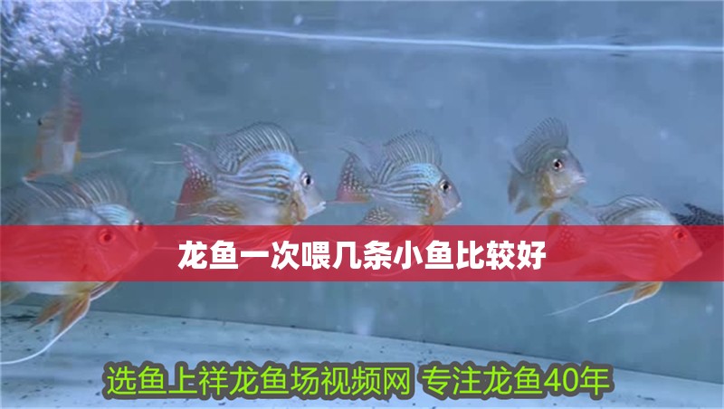 龍魚(yú)一次喂幾條小魚(yú)比較好 龍魚(yú)百科 第2張 龍魚(yú)一次喂幾條小魚(yú)比較好 龍魚(yú)一次喂幾條小魚(yú)比較好 龍魚(yú)百科 第2張