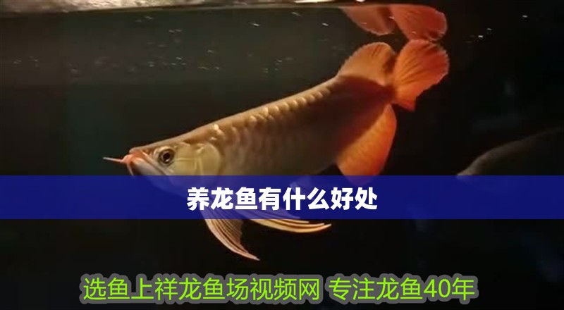 養龍魚有什么好處