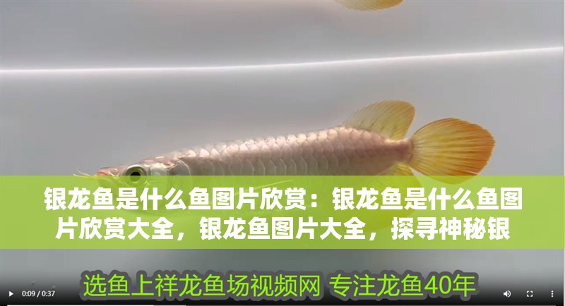 銀龍魚是什么魚圖片欣賞：銀龍魚是什么魚圖片欣賞大全，銀龍魚圖片大全，探尋神秘銀 銀龍魚是什么魚圖片欣賞：銀龍魚是什么魚圖片欣賞大全，銀龍魚圖片大全，探尋神秘銀 水族問答