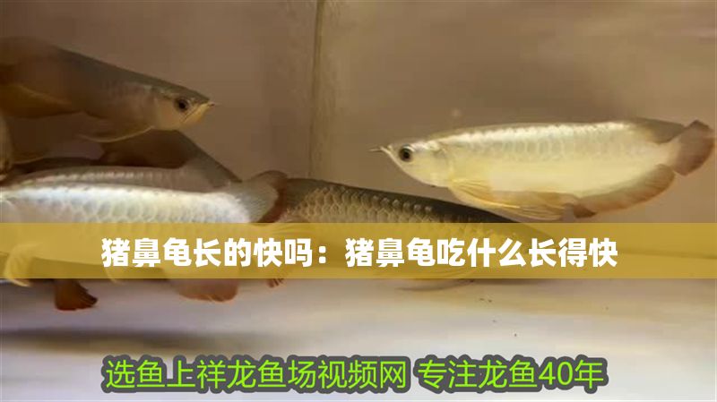 豬鼻龜長的快嗎：豬鼻龜吃什么長得快