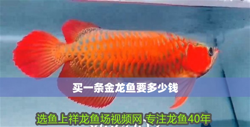 買一條金龍魚要多少錢