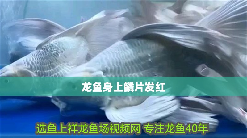 龍魚身上鱗片發紅 龍魚百科 第3張 龍魚身上鱗片發紅 龍魚身上鱗片發紅 龍魚百科 第3張