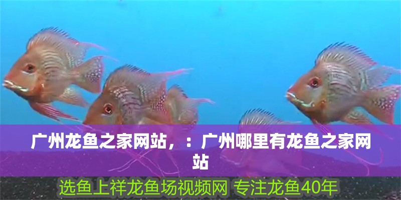 廣州龍魚之家網站，：廣州哪里有龍魚之家網站 廣州龍魚之家網站，：廣州哪里有龍魚之家網站 龍魚百科