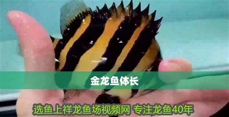 金龍魚體長 金龍魚體長 龍魚百科 第4張
