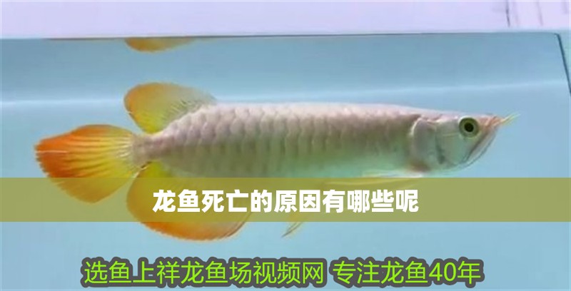 龍魚死亡的原因有哪些呢