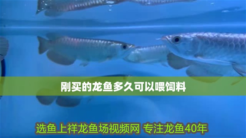 剛買的龍魚多久可以喂飼料