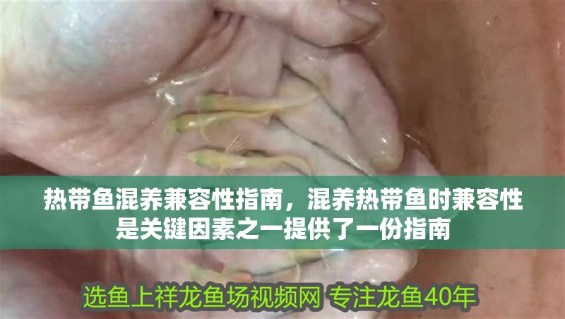 熱帶魚混養兼容性指南，混養熱帶魚時兼容性是關鍵因素之一提供了一份指南