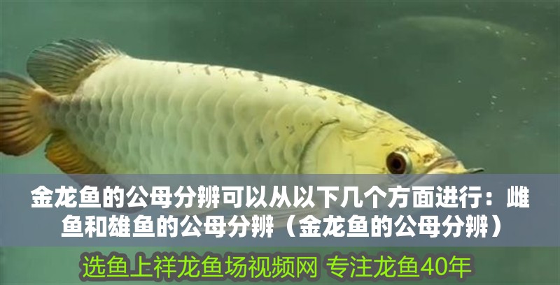 金龍魚的公母分辨可以從以下幾個方面進行:雌魚和雄魚的公母分辨(金龍魚的公母分辨) 龍魚百科 第2張 金龍魚的公母分辨可以從以下幾個方面進行:雌魚和雄魚的公母分辨(金龍魚的公母分辨) 金龍魚的公母分辨可以從以下幾個方面進行:雌魚和雄魚的公母分辨(金龍魚的公母分辨) 龍魚百科 第2張