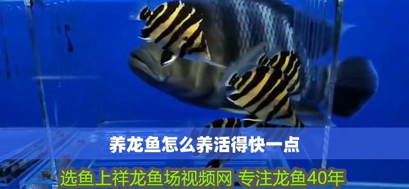 養龍魚怎么養活得快一點 龍魚百科 第4張 養龍魚怎么養活得快一點 養龍魚怎么養活得快一點 龍魚百科 第4張