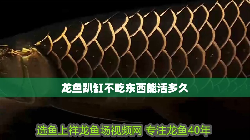龍魚趴缸不吃東西能活多久 龍魚百科 第2張 龍魚趴缸不吃東西能活多久 龍魚趴缸不吃東西能活多久 龍魚百科 第2張