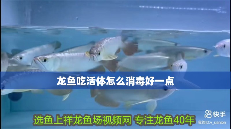 龍魚吃活體怎么消毒好一點