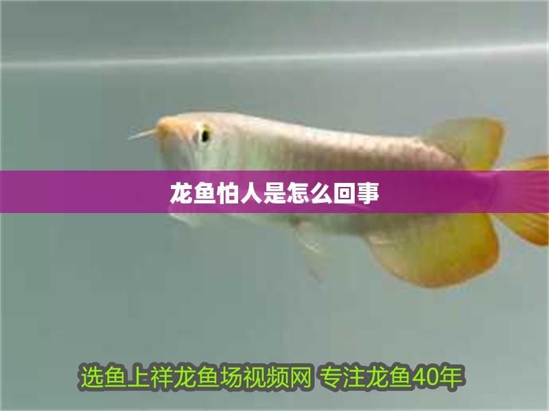 龍魚(yú)怕人是怎么回事