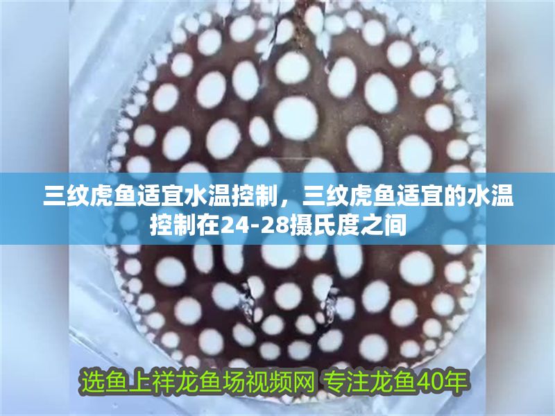 三紋虎魚適宜水溫控制，三紋虎魚適宜的水溫控制在24-28攝氏度之間 三紋虎魚適宜水溫控制，三紋虎魚適宜的水溫控制在24-28攝氏度之間 虎魚百科 第1張