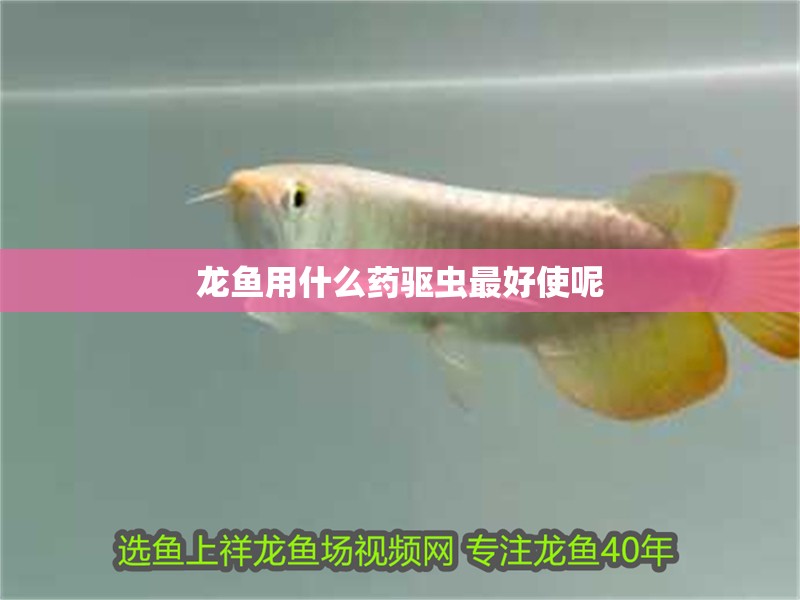 龍魚用什么藥驅蟲最好使呢
